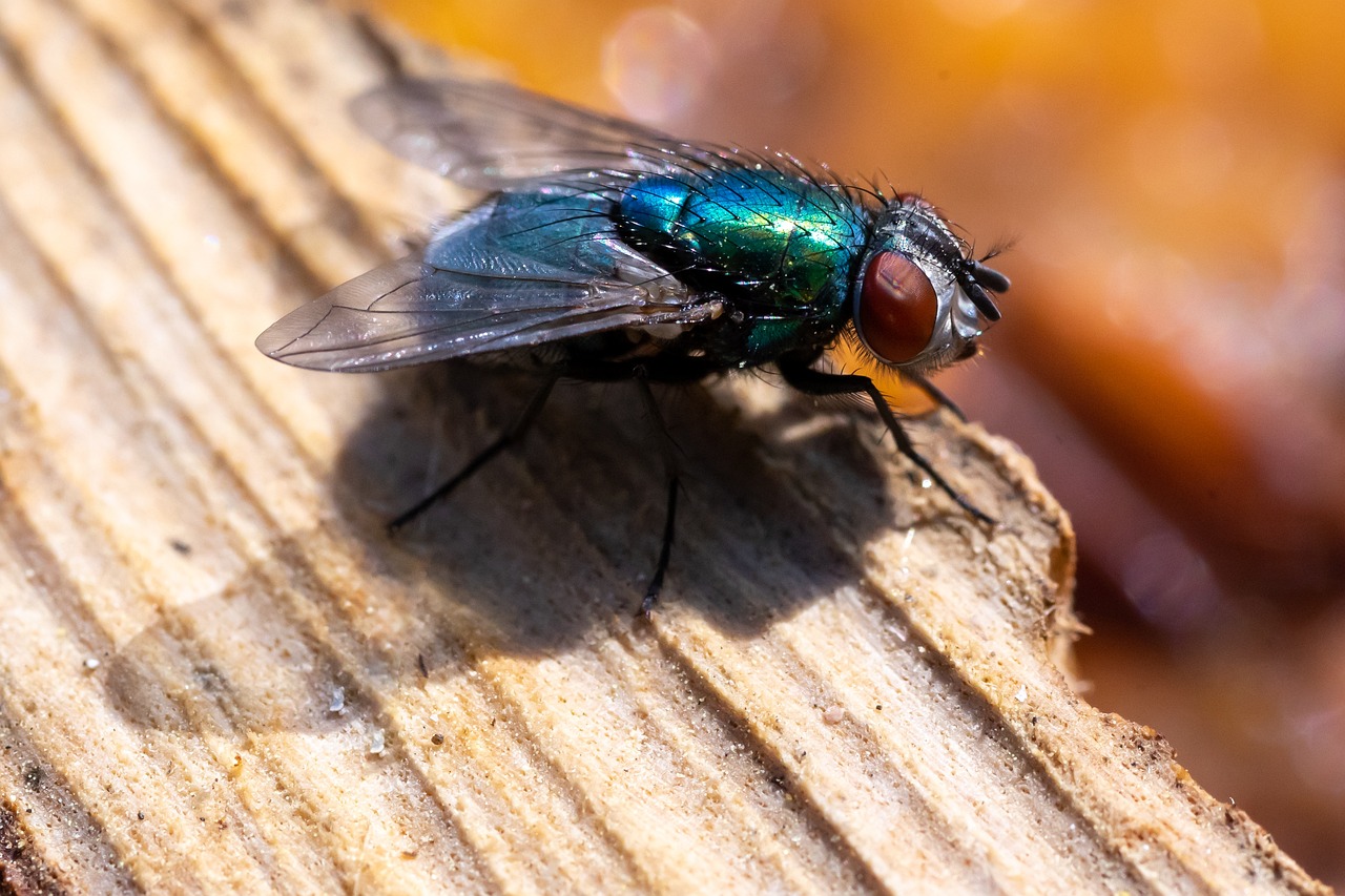 Owady, insekty, sposoby domowe